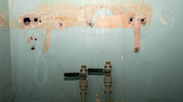 Best Mold removal after water damage  in Tobaccoville, NC
